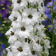 Image result for Delphinium