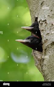 Attēlu rezultāti vaicājumam “Dryocopus martius nest”