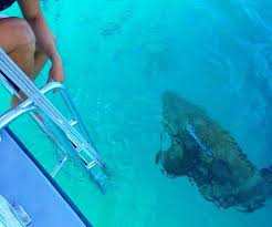 Image result for Looe Diving Club