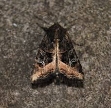 Attēlu rezultāti vaicājumam “Celaena leucostigma”