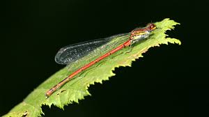 Attēlu rezultāti vaicājumam “Pyrrhosoma nymphula”