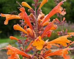 Attēlu rezultāti vaicājumam “Ligularia sibirica leaf”