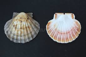 Image result for Placopecten magellanicus