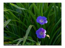 Image result for Storchschnäbel