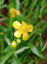 Attēlu rezultāti vaicājumam “Ranunculus flammula bud”