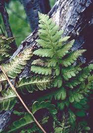 Attēlu rezultāti vaicājumam “Dryopteris cristata”