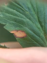 Attēlu rezultāti vaicājumam “Urocystis anemones spores”