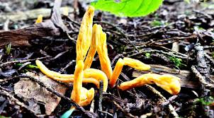 Attēlu rezultāti vaicājumam “Clavulinopsis helvola”