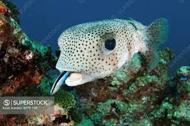 Image result for Diodon hystrix