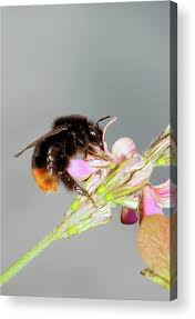 Attēlu rezultāti vaicājumam “Bombus lapidarius”