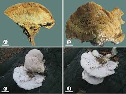 Attēlu rezultāti vaicājumam “Junghuhnia pseudozilingiana”