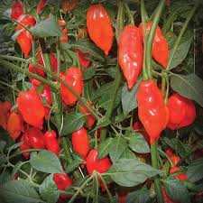 Afbeeldingsresultaat voor paper lantern hot pepper