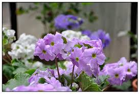 Image result for Primula obconica