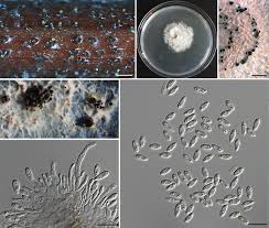 Attēlu rezultāti vaicājumam “Licea castanea sessile”