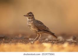 Attēlu rezultāti vaicājumam “Galerida cristata adult”