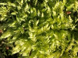 Attēlu rezultāti vaicājumam “Pleurocarpous mosses”