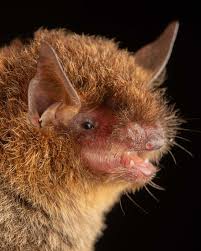 Attēlu rezultāti vaicājumam “Myotis sp.”