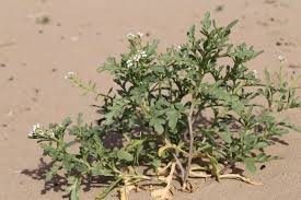 Attēlu rezultāti vaicājumam “Cakile maritima subsp. baltica leaf”