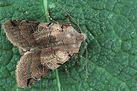 Attēlu rezultāti vaicājumam “Agrochola litura”