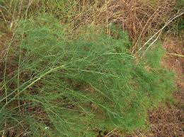 Attēlu rezultāti vaicājumam “Asparagus officinalis”