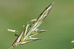 Attēlu rezultāti vaicājumam “Bromopsis inermis”