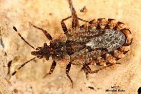 Attēlu rezultāti vaicājumam “Aradus betulae”