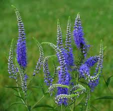 Attēlu rezultāti vaicājumam “Veronica longifolia fruit”