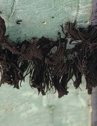 Attēlu rezultāti vaicājumam “Stemonitis pallida var. rubescens”