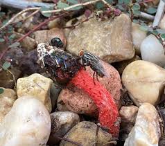 Attēlu rezultāti vaicājumam “Phleogena faginea young”