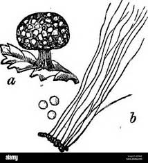Attēlu rezultāti vaicājumam “Didymium difforme spores”