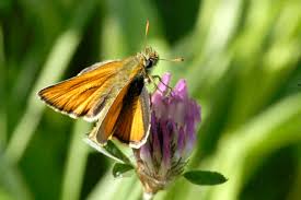 Attēlu rezultāti vaicājumam “Thymelicus sylvestris male”