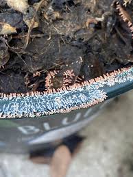 Attēlu rezultāti vaicājumam “Diachea dictyospora (syn. Craterium dictyosporum) spores”