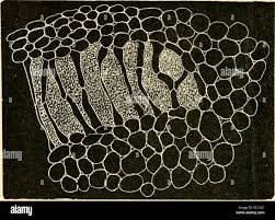 Attēlu rezultāti vaicājumam “Nostoc commune cells”