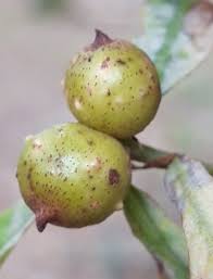 Attēlu rezultāti vaicājumam “Andricus quercuscorticis”