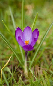 Attēlu rezultāti vaicājumam “Crocus”