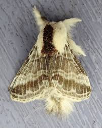 Attēlu rezultāti vaicājumam “Lasiocampidae”