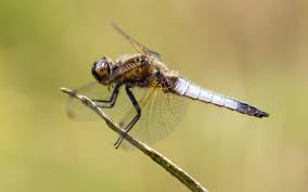 Attēlu rezultāti vaicājumam “Libellula fulva”