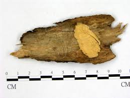 Attēlu rezultāti vaicājumam “Physisporinus vitreus”