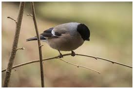 Attēlu rezultāti vaicājumam “Pyrrhula pyrrhula female”