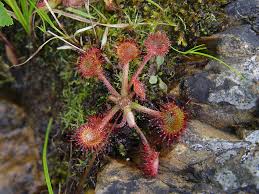 Attēlu rezultāti vaicājumam “Drosera rotundifolia flower”