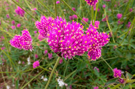 Image result for Kugelamarant