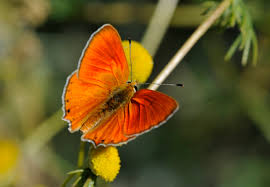 Attēlu rezultāti vaicājumam “Lycaena virgaureae”