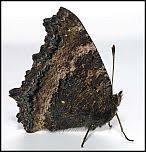 Attēlu rezultāti vaicājumam “Nymphalis xanthomelas underside”