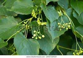 Attēlu rezultāti vaicājumam “Tilia platyphyllos Laciniata fruit”