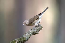 Attēlu rezultāti vaicājumam “Sylvia borin”