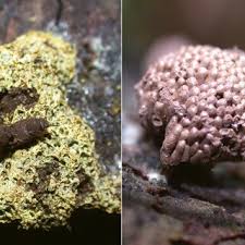 Attēlu rezultāti vaicājumam “Lindbladia tubulina spores”