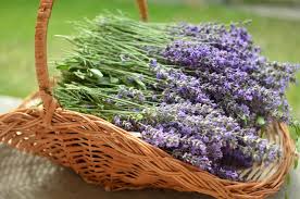 Image result for Lavendel
