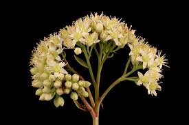 Attēlu rezultāti vaicājumam “Hylotelephium maximum”