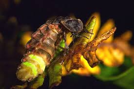 Attēlu rezultāti vaicājumam “Lampyris noctiluca”