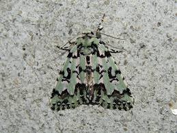 Attēlu rezultāti vaicājumam “Moma alpium”